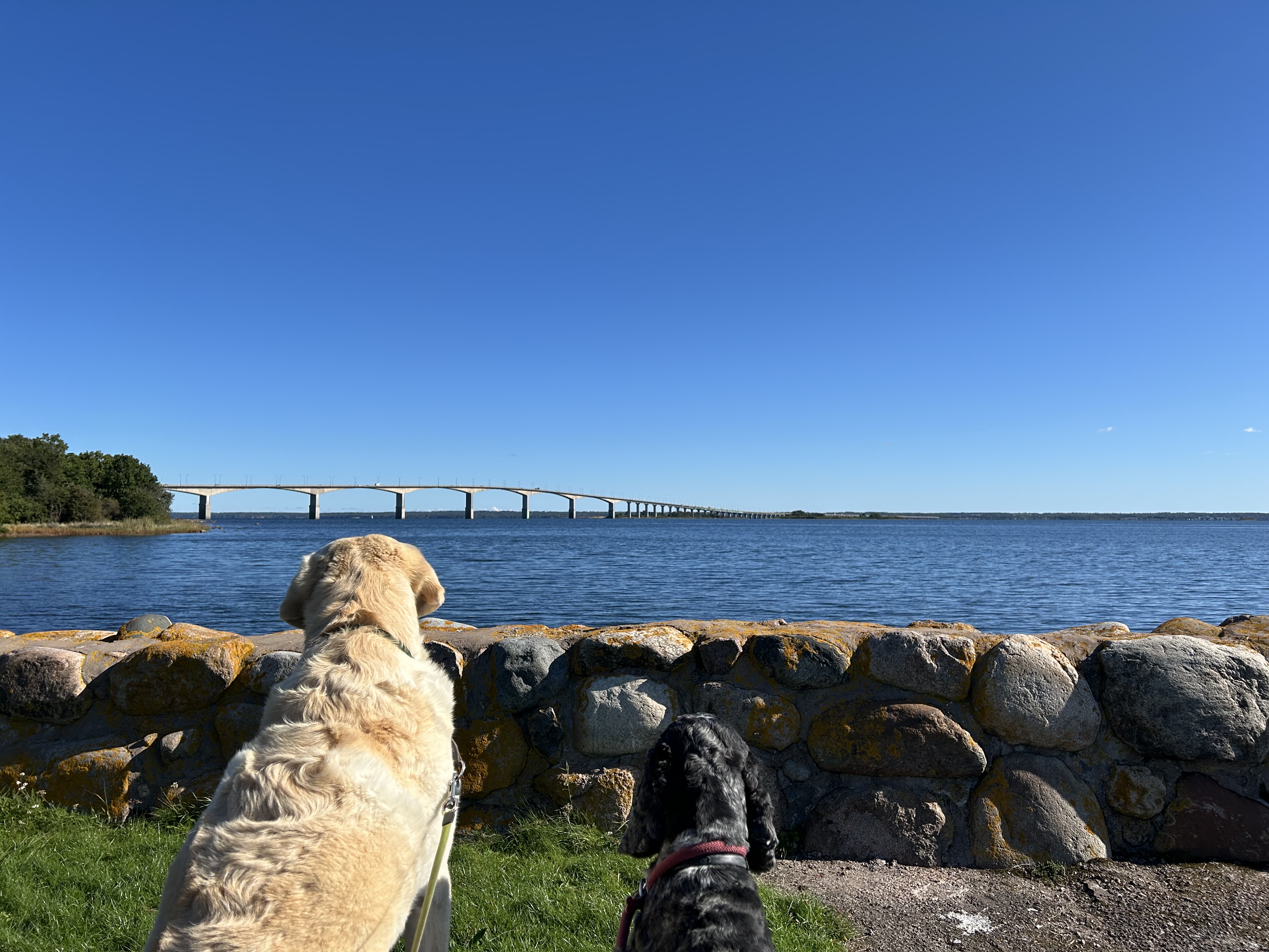 Hembesök för husdjur