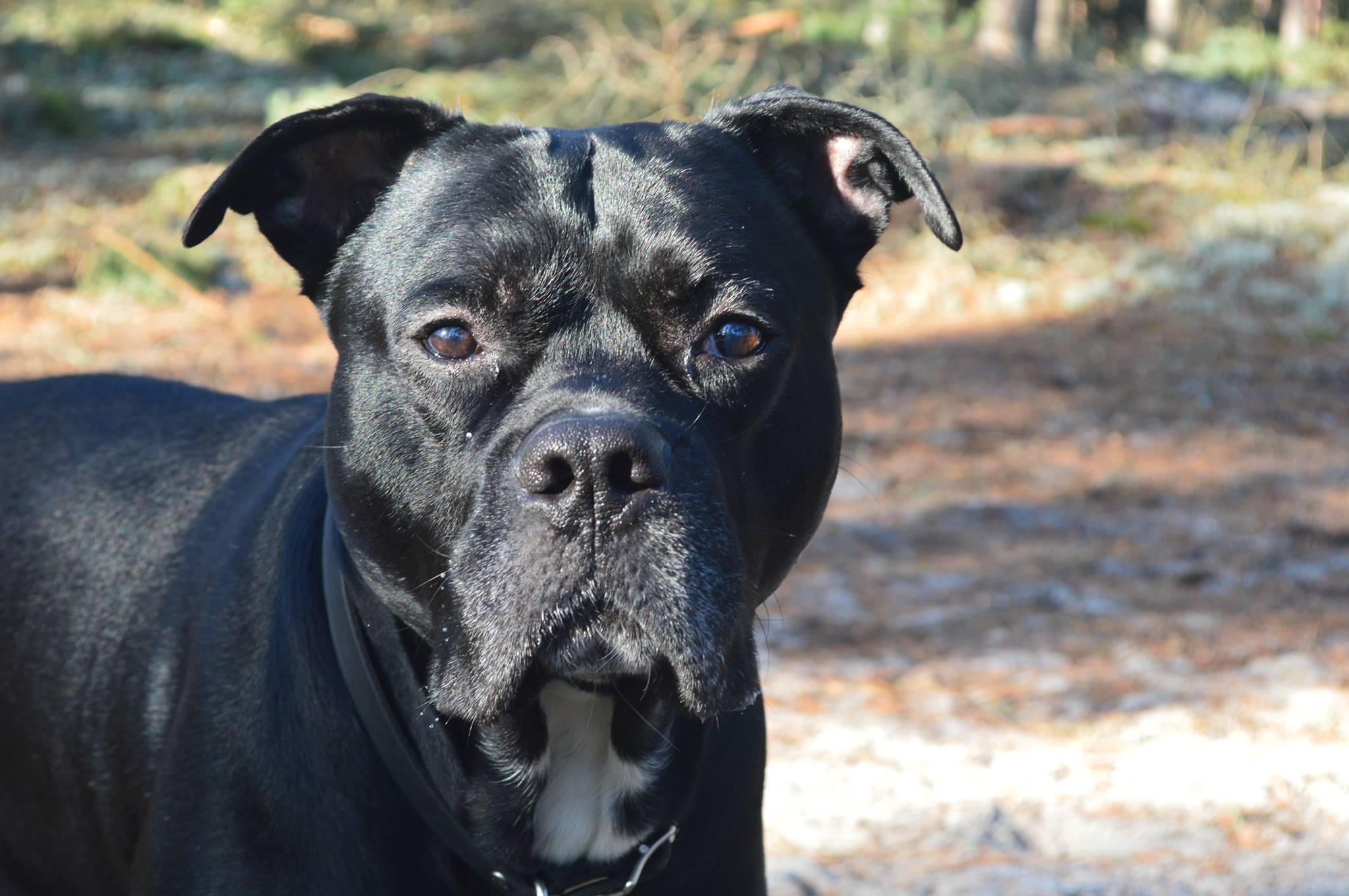 Veterinär hembesök