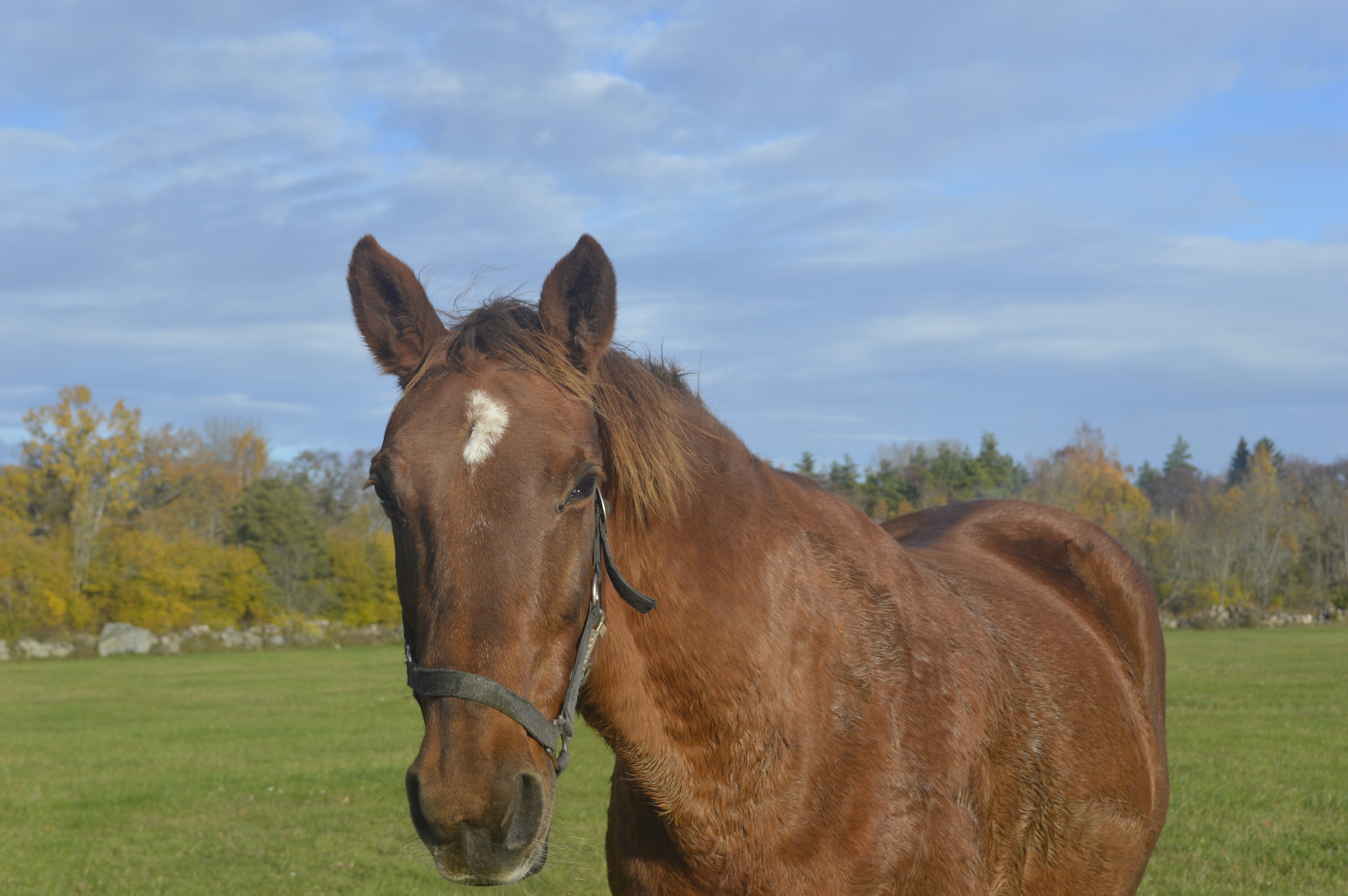 Veterinär vård i hemmet